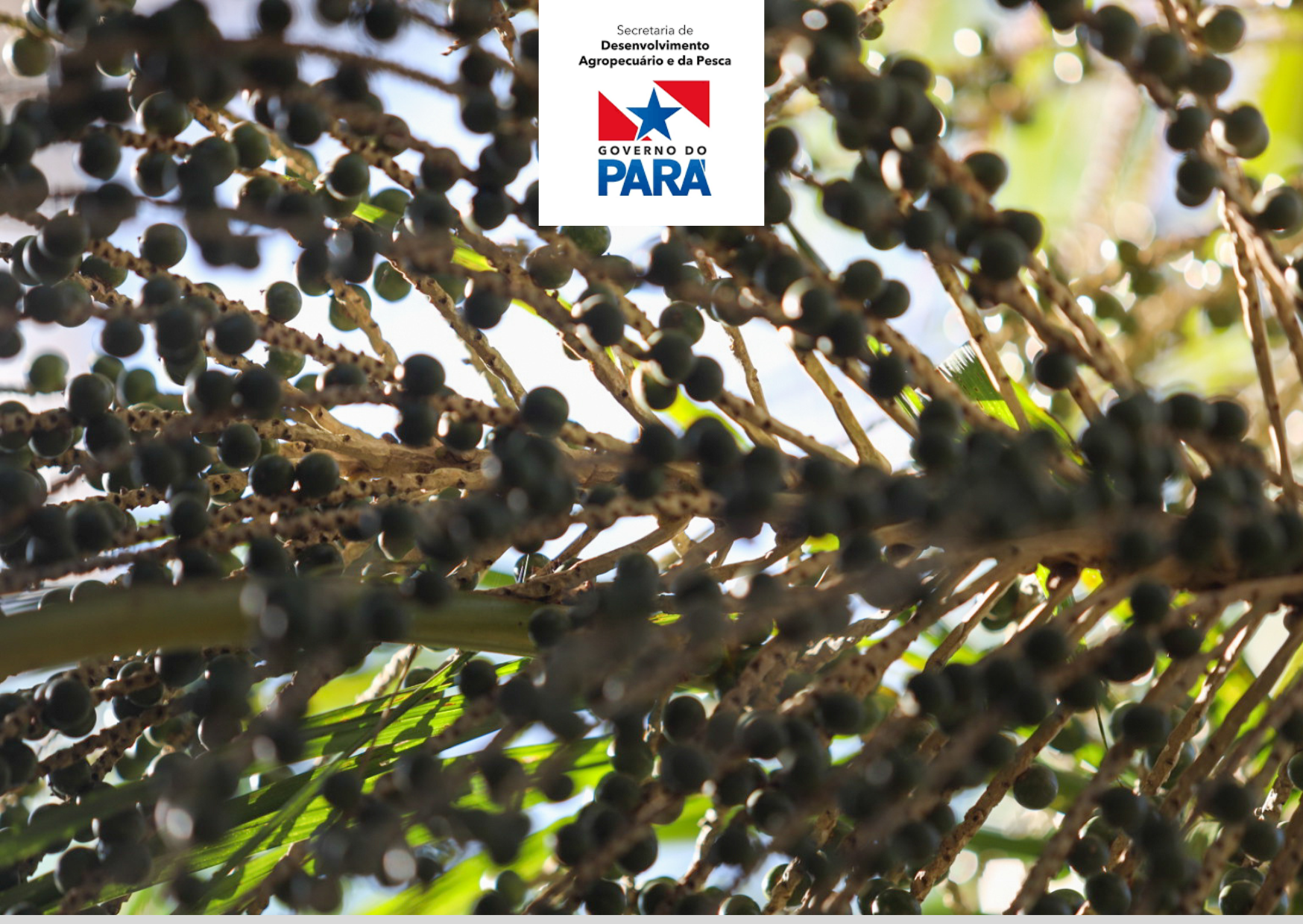 Programa de Desenvolvimento da Cadeia Produtiva do Açaí (PRÓ-AÇAÍ)