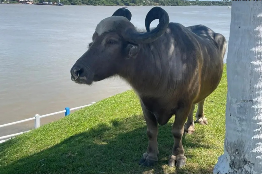 Foto: Mateus Costa / Ascom Sedap