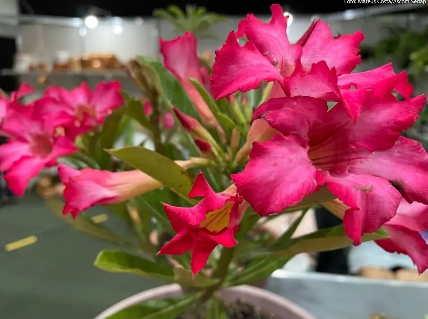 Foto: Mateus Costa / Ascom Sedap