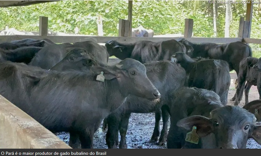 Foto: Mateus Costa / Ascom Sedap