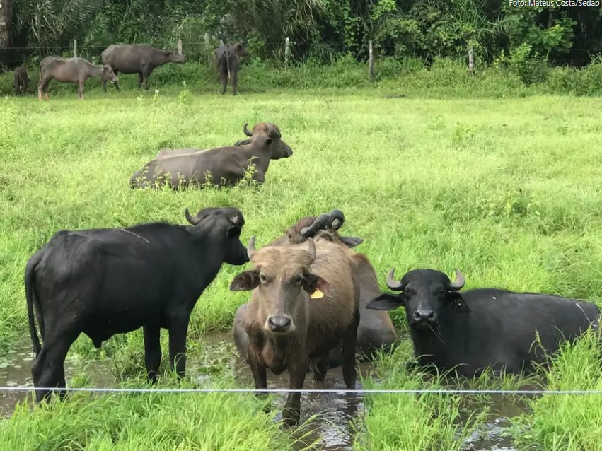 Foto: Mateus Costa / Ascom Sedap