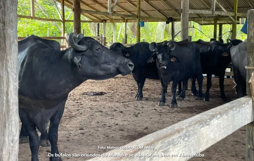 Foto: Mateus Costa / Ascom Sedap