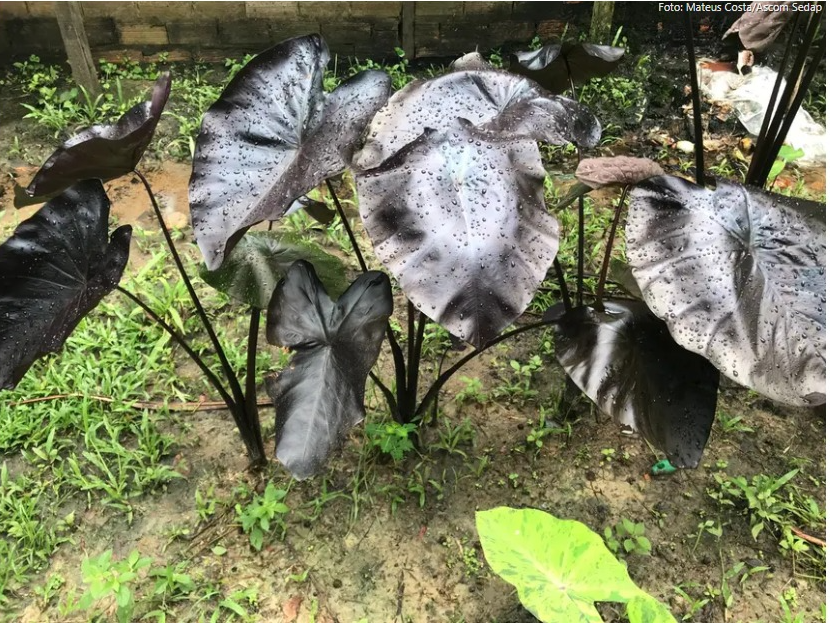 mateus costa / ascom sedap