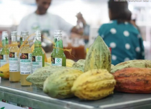 Chocolat Xingu 2026