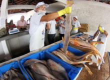 Feira do pescado 2026