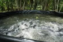 IFC Amazônia