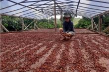Adepará registra 1ª agroindústria artesanal de chocolate na região do Xingu