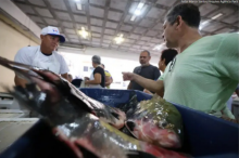 Feira do pescado
